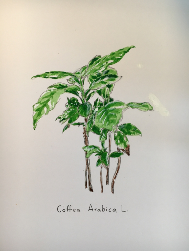 Coffee arabica by Isabel Warnock